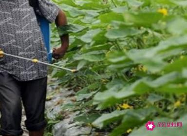 西红柿的种植方法和管理技术