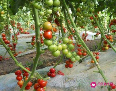 西红柿的种植方法和管理技术