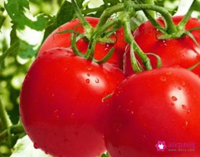 西红柿的种植方法和管理技术