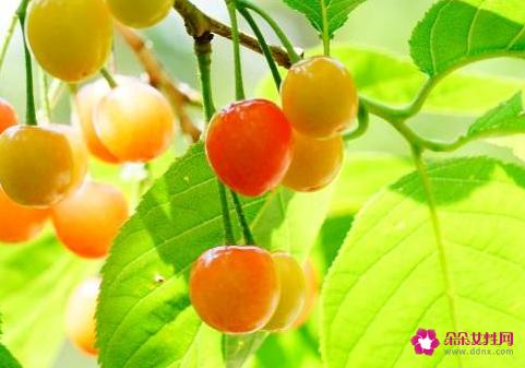 樱桃叶有什么功效