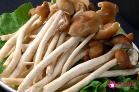 茶树菇的功效与作用