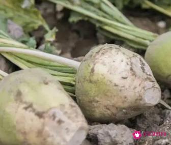 大头菜的营养价值及食用功效