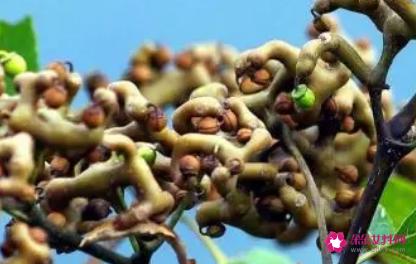 枳椇子的功效与作用及食用方法