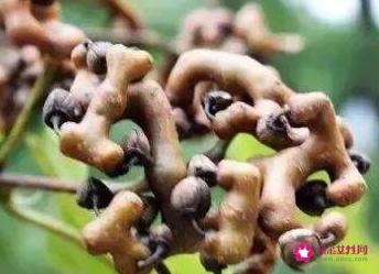 枳椇子的功效与作用及食用方法