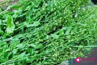 荆芥菜的功效与作用