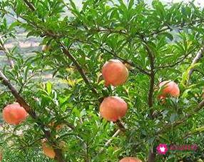 吃石榴要不要吐籽呢