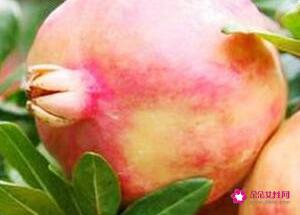 吃石榴要不要吐籽呢