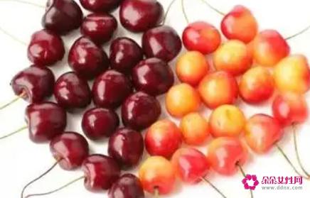 车厘子和樱桃是不是同一种水果