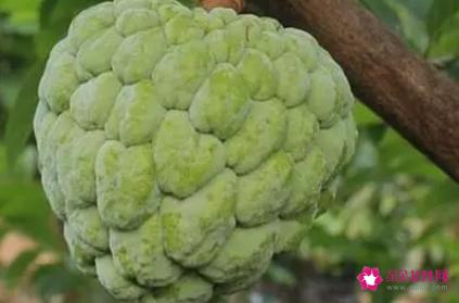 番荔枝该怎么吃