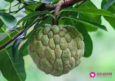 番荔枝该怎么吃