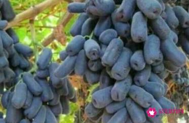 中国最甜的水果排名