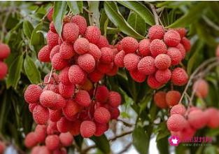 中国最甜的水果排名