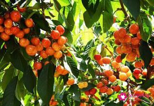 中国最甜的水果排名