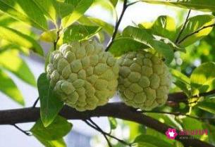 中国最甜的水果排名