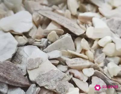 珍珠母的功效和作用