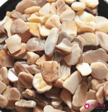 珍珠母的功效和作用