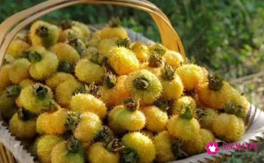 浓缩刺梨汁的功效与作用