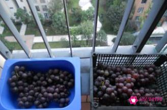 自酿葡萄酒的做法