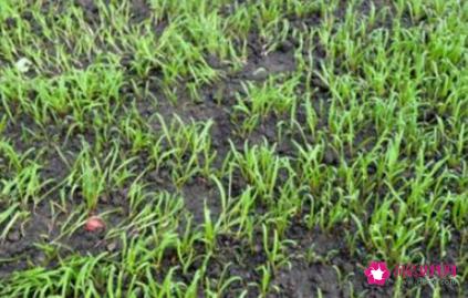 菠菜的育苗技术