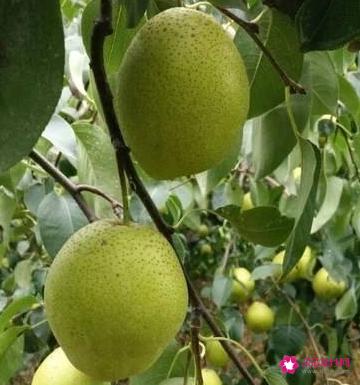 各种水果小知识