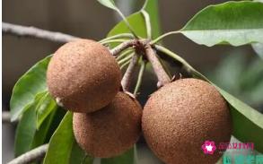 干的人参果怎么吃