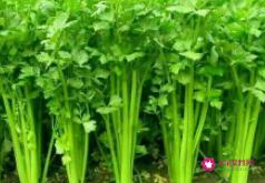 十大减肥食物排行榜