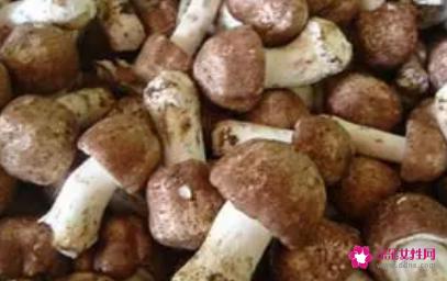 姬松茸的功效与作用及食用方法