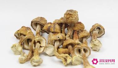 姬松茸的功效与作用及食用方法