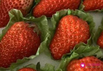 草莓怎样保鲜存放