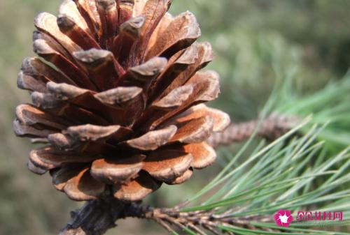 松子吃多了会怎么样