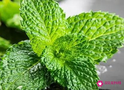 薄荷脑的功效与作用