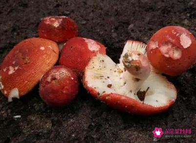 菌类的营养价值及功效与作用