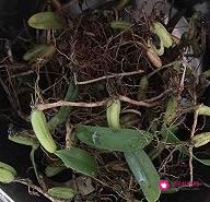 石橄榄功效与作用功能