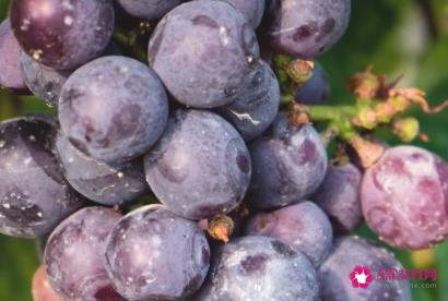 水果有哪些种类