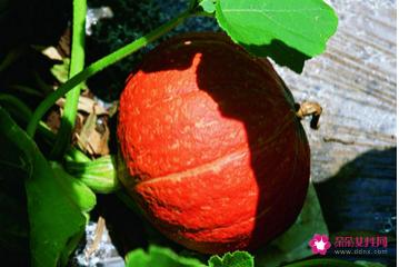 十大最养胃的食物