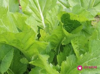 绿色叶子蔬菜有哪些