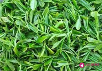 崂山绿茶的功效