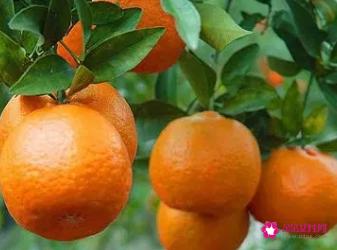 芦柑的功效与作