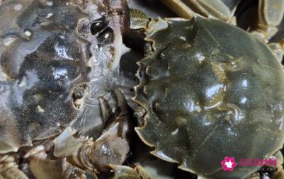 活螃蟹的最佳保存方法