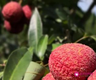 荔枝是几月份成熟