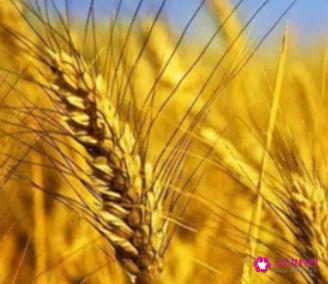 纤维素多的食物排行榜