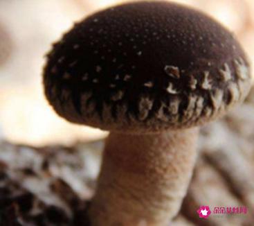 纤维素多的食物排行榜