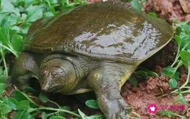 甲鱼的营养价值