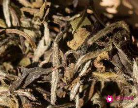 白茶正确的泡茶步骤