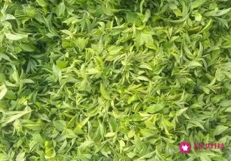 枣叶茶的功效与作用
