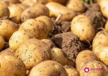 女生减肥餐食谱大全