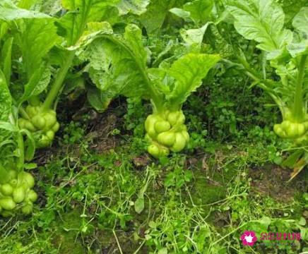 芥菜疙瘩的营养价值及功效