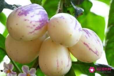 八种人不适合吃人参果