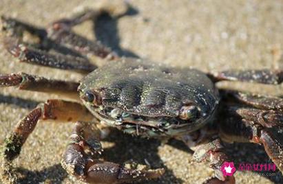 螃蟹一般蒸几分钟