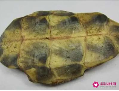 龟板功效与作用